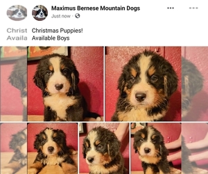 Bernese Mountain Dog Puppy for sale in SOUTHWORTH, WA, USA