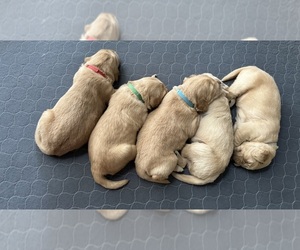 Golden Retriever Litter for sale in COLLEGE STATION, TX, USA