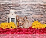 Small Photo #116 Chihuahua Puppy For Sale in CHARLESTON, AR, USA