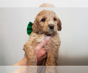 Goldendoodle (Miniature) Puppy for sale in ROY, UT, USA