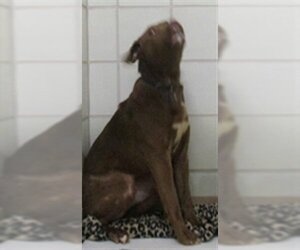 Labrador Retriever Dogs for adoption in Derwood, MD, USA