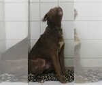 Small Photo #1 Labrador Retriever Puppy For Sale in Derwood, MD, USA