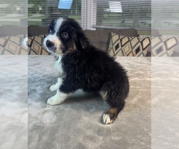 Medium Photo #9 Australian Shepherd Puppy For Sale in SALISBURY, NC, USA