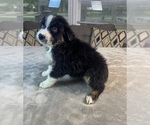Small #8 Australian Shepherd