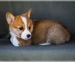 Small Photo #35 Pembroke Welsh Corgi Puppy For Sale in WAKARUSA, IN, USA