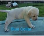 Small Photo #5 Labrador Retriever Puppy For Sale in DEARBORN, MO, USA