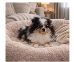 Small Photo #1 Pomsky Puppy For Sale in DECATUR, IL, USA