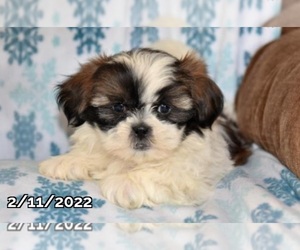 Shih Tzu Puppy for sale in LOWELL, MA, USA