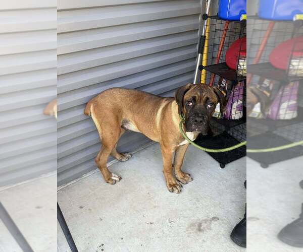 Medium Photo #4 Boxer Puppy For Sale in Austin, TX, USA