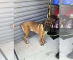 Small #3 Boxer