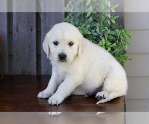 Medium Photo #3 English Cream Golden Retriever Puppy For Sale in NAPPANEE, IN, USA