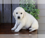 Small #2 English Cream Golden Retriever