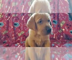 Small Photo #5 Labrador Retriever Puppy For Sale in ISANTI, MN, USA