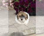 Small #4 Havanese