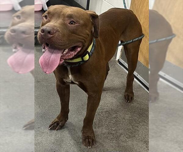 Medium Photo #1 American Pit Bull Terrier-Unknown Mix Puppy For Sale in Forestville, MD, USA