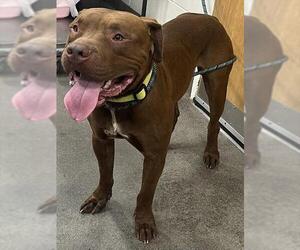 American Pit Bull Terrier-Unknown Mix Dogs for adoption in Forestville, MD, USA