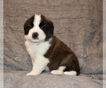 Small #5 Saint Bernard
