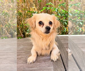 Cheeks Dogs for adoption in San Diego, CA, USA