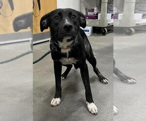 Shepradors Dogs for adoption in Forestville, MD, USA