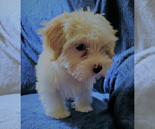 Medium Photo #7 Morkie Puppy For Sale in HOLLAND, MI, USA
