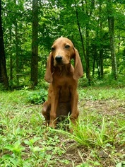 Redbone Coonhound Puppy for sale in GEORGETOWN, TN, USA