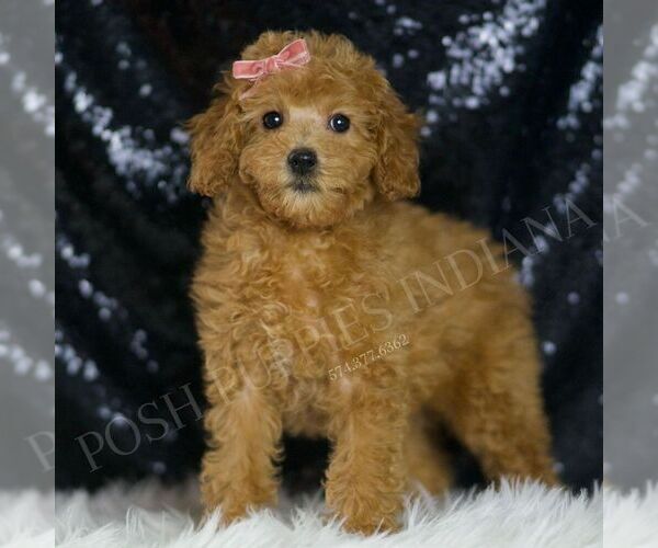 Medium Photo #3 Poodle (Toy) Puppy For Sale in WARSAW, IN, USA