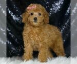 Small #2 Poodle (Toy)