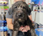 Small Irish Wolfhound-Poodle (Miniature) Mix