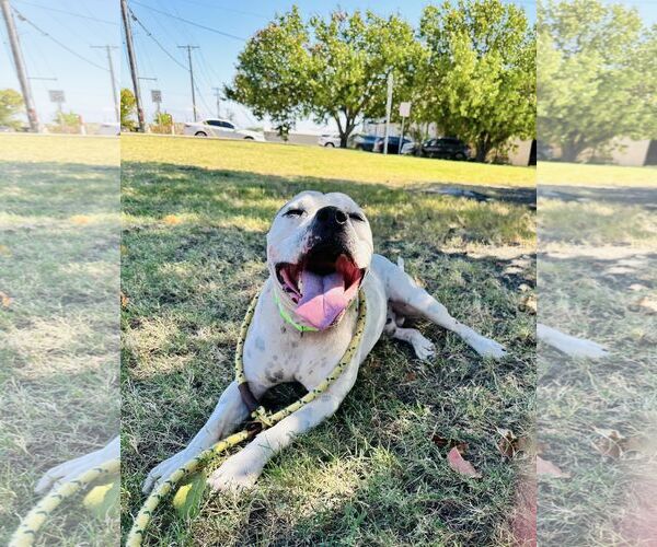 Medium Photo #9 American Pit Bull Terrier-Unknown Mix Puppy For Sale in Rowlett, TX, USA
