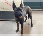 Small Dutch Shepherd  Mix