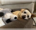 Small Photo #6 Chihuahua Puppy For Sale in  Ramona, CA, USA
