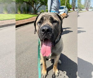 Capone - Male Mastiff-Unknown Mix Dog for Adoption - Photo #3
