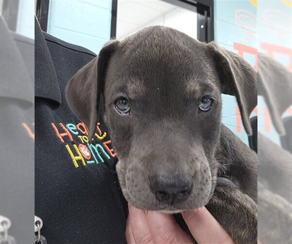 Medium Photo #1 Rottweiler-Unknown Mix Puppy For Sale in Temple, TX, USA