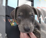 Small Rottweiler Mix