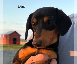 Father of the Dachshund puppies born on 04/14/2026