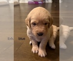 Puppy dark blue Golden Retriever