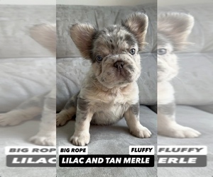 French Bulldog Puppy for sale in LAS VEGAS, NV, USA