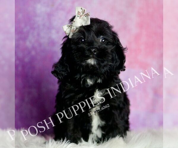 Medium Photo #22 Cavapoo (Miniature) Puppy For Sale in WARSAW, IN, USA