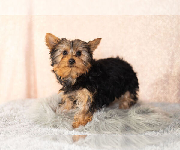 Medium Photo #10 Yorkshire Terrier Puppy For Sale in NAPPANEE, IN, USA