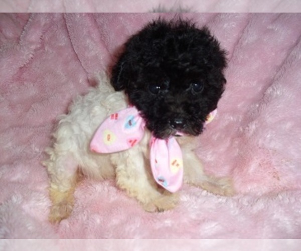 Medium Photo #4 Poodle (Toy) Puppy For Sale in JACKSON, MS, USA