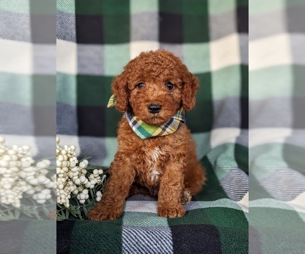 Medium Photo #3 Cock-A-Poo Puppy For Sale in ELKTON, MD, USA