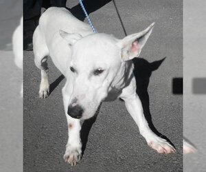 Bull Terrier-Unknown Mix Dogs for adoption in Frankston, TX, USA