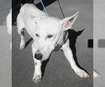 Small Bull Terrier Mix