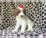 Small #4 Cavapoo