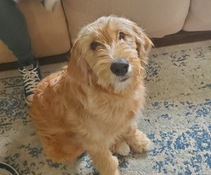 Goldendoodle Puppy for sale in BENTON CITY, WA, USA
