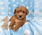 Small Photo #7 Poodle (Miniature) Puppy For Sale in LANCASTER, PA, USA