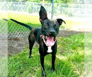 Labrador Retriever Dogs for adoption in Conroe, TX, USA