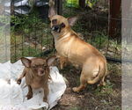Small #2 Chiweenie