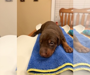 Doberman Pinscher Puppy for sale in PECK, KS, USA