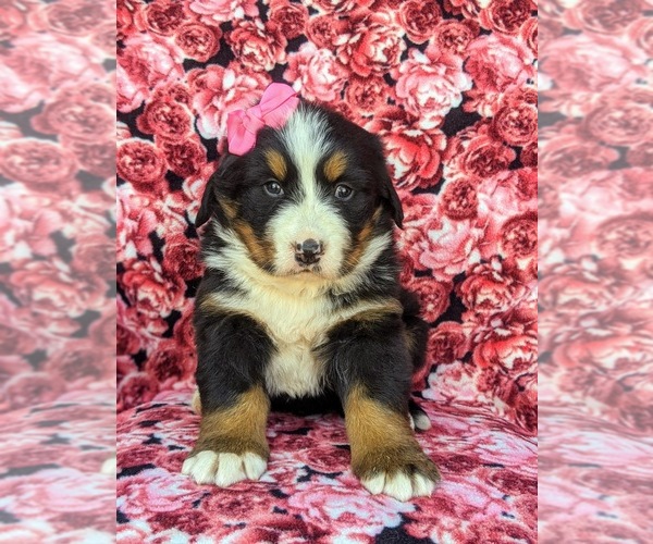 Medium Photo #6 Bernese Mountain Dog Puppy For Sale in DELTA, PA, USA